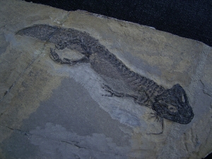 Temnospondyle aus dem Perm