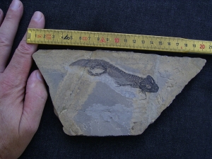 Temnospondyle aus dem Perm