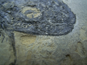 Temnospondyle aus dem Perm