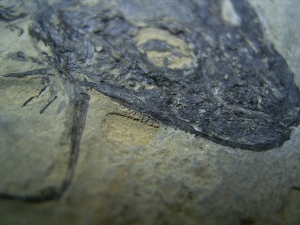 Temnospondyle aus dem Perm