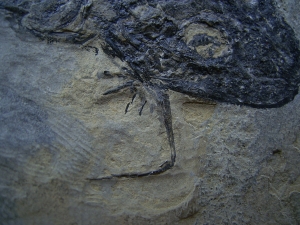 Temnospondyle aus dem Perm