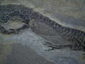 Temnospondyle aus dem Perm
