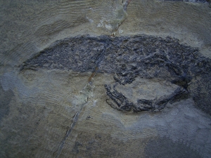 Temnospondyle aus dem Perm