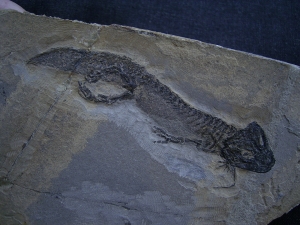 Temnospondyle aus dem Perm