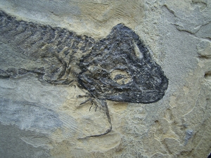 Temnospondyle aus dem Perm