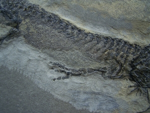 Temnospondyle aus dem Perm
