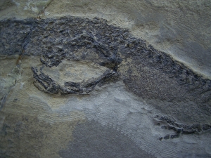 Temnospondyle aus dem Perm