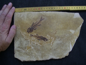 Fische Dapalis macrurus