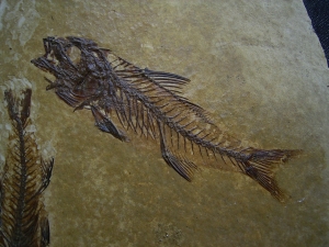 Fische Dapalis macrurus
