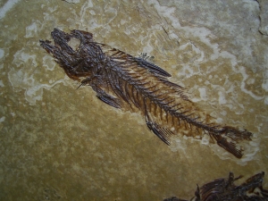 Fische Dapalis macrurus