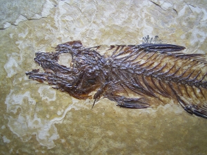 Fische Dapalis macrurus