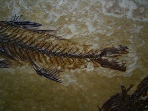 Fische Dapalis macrurus