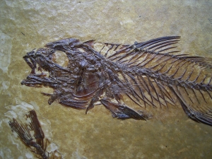 Fische Dapalis macrurus