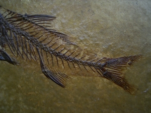 Fische Dapalis macrurus