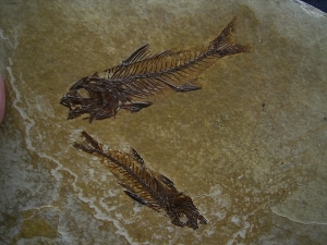 Fische Dapalis macrurus