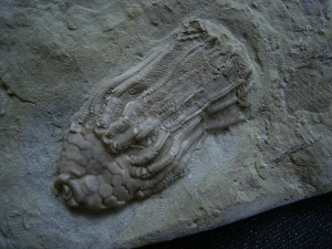 Seelilie Macrocrinus mundulus