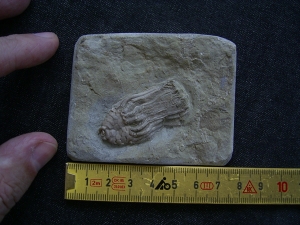 Seelilie Macrocrinus mundulus