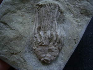 Seelilie Macrocrinus mundulus