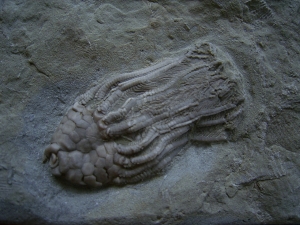 Seelilie Macrocrinus mundulus