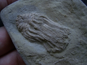 Seelilie Macrocrinus mundulus