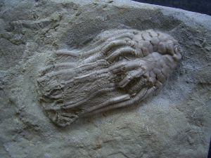 Seelilie Macrocrinus mundulus