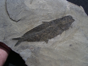 Fisch aus Wiesloch Frauenweiler