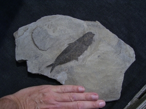 Fisch aus Wiesloch Frauenweiler