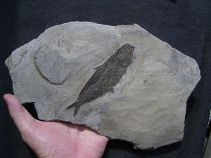 Fisch aus Wiesloch Frauenweiler