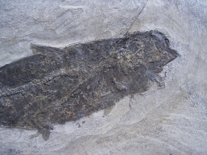 Fisch aus Wiesloch Frauenweiler