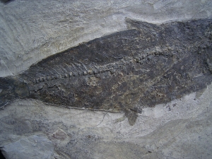 Fisch aus Wiesloch Frauenweiler