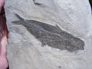 Fisch aus Wiesloch Frauenweiler