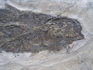 Fisch aus Wiesloch Frauenweiler