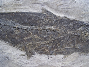 Fisch aus Wiesloch Frauenweiler