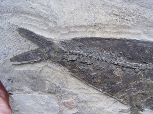 Fisch aus Wiesloch Frauenweiler