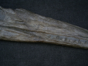 Steneosaurus Schaedel