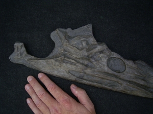 Steneosaurus Schaedel