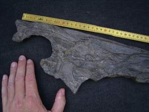 Steneosaurus Schaedel