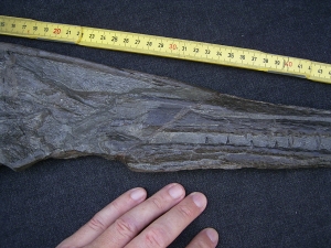 Steneosaurus Schaedel