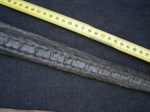 Steneosaurus Schaedel