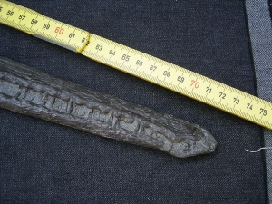 Steneosaurus Schaedel