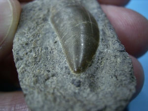 Batrachotomus tooth