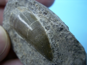 Batrachotomus tooth