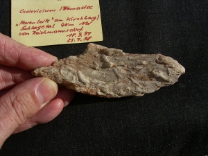 Spurenfossilien Volkichnium und Phycodes