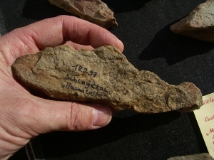 Spurenfossilien Volkichnium und Phycodes
