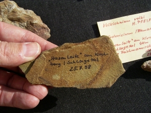 Spurenfossilien Volkichnium und Phycodes