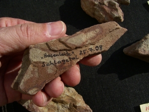 Spurenfossilien Volkichnium und Phycodes