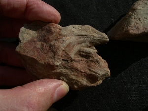 Spurenfossilien Volkichnium und Phycodes