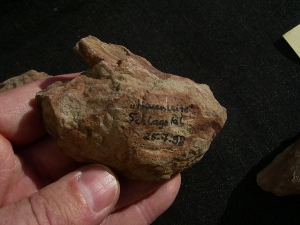 Spurenfossilien Volkichnium und Phycodes
