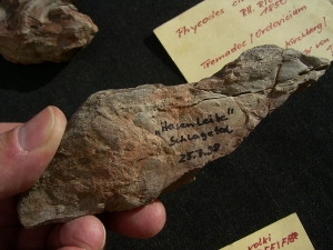 Spurenfossilien Volkichnium und Phycodes