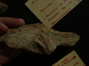 Spurenfossilien Volkichnium und Phycodes
